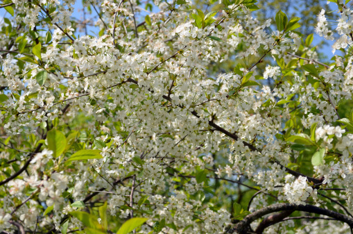 Closeup of white cherry tree twigs branches with many blooms.
