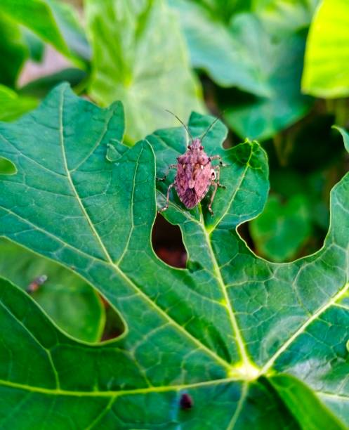 istock Brown marmorated stink bug sitting on a green papaya leaf 1784682803