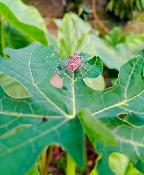 istock Brown marmorated stink bug sitting on a green papaya leaf 1784683249