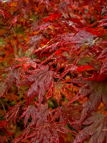 Red maple leaves in the autumn forest. Close-up. Selective focus.