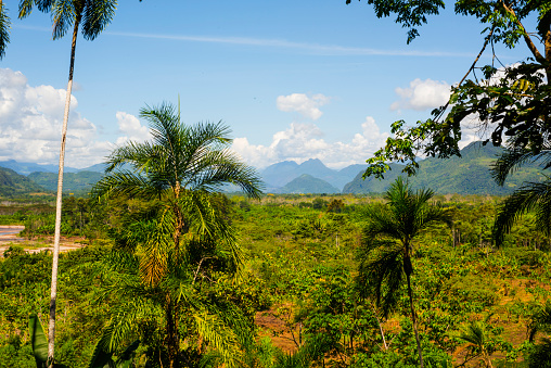 Amazon jungle palm trees with trees and rainforest mountains in a valley in Peru