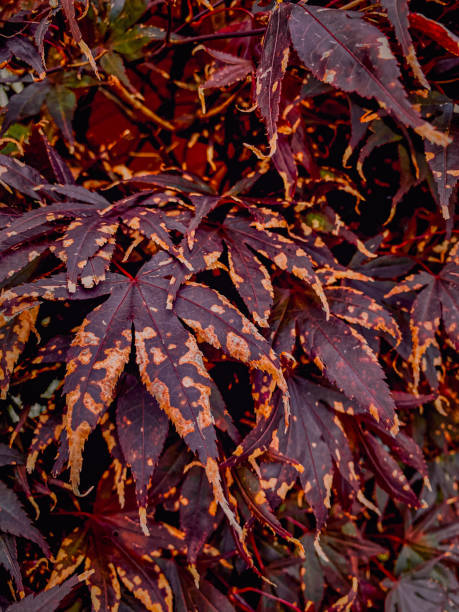 kolorowe jesienne liście klonu japońskiego (carpatia japonica) - acer japonica zdjęcia i obrazy z banku zdjęć