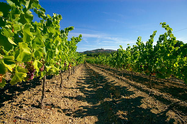 French red and rose wine grapes plant, growing on ochre mineral soil, new harvest of wine grape in France