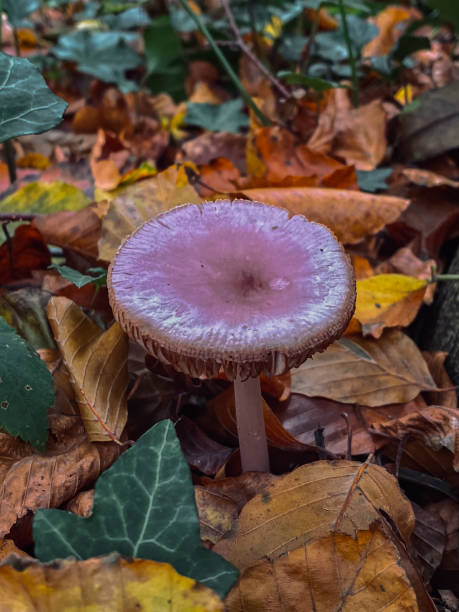 가을 분홍색 버섯, 클로즈업 뷰 - 자주졸각버섯 뉴스 사진 이미지