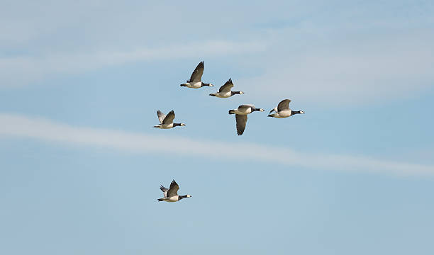 istock Flock of flying Barnacle geese 178468965
