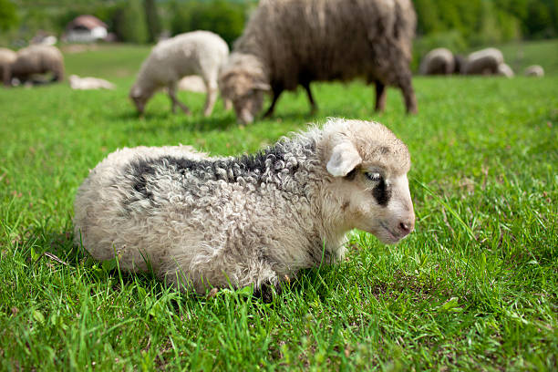 Dormire agnello - foto stock