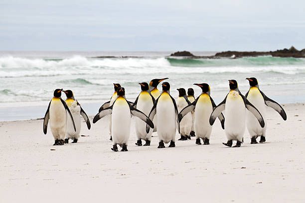 istock King penguins walking on the beach 178469071