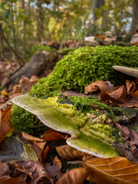 istock mushroom growing on a fallen tree in the forest in autumn 1784691188