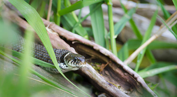 istock Grass snake close-up in its natural environment 178469135