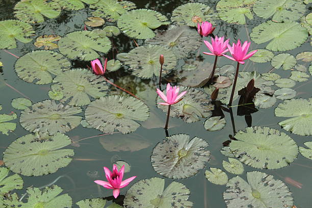 Fiori di loto - foto stock