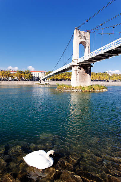istock white swan on the Rhone 178469203