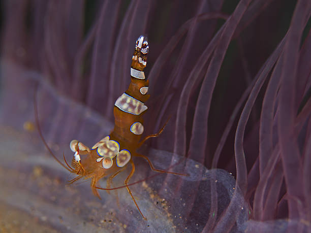 istock Squat Shrimp, Hohlkreuz-Garnele (Thor amboinensis) 178469305