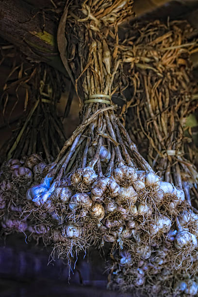 clovers frescos de ajo montaje para secar bajo techo de bambú - foto de stock