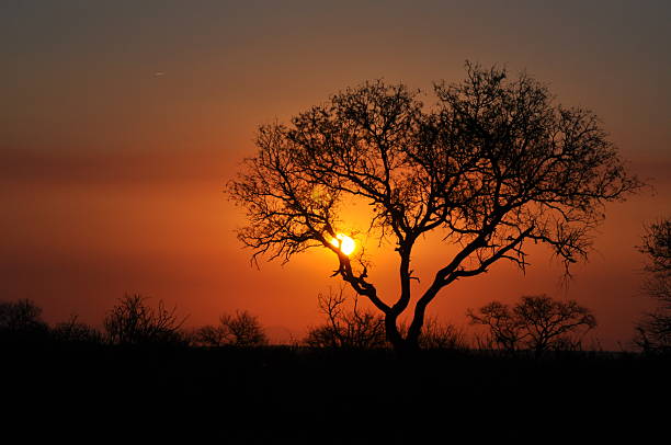 istock Tree Silhouette in the Sunset Kruger, South Africa 178469347