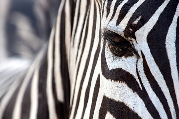 istock The eye of zebra 178469364
