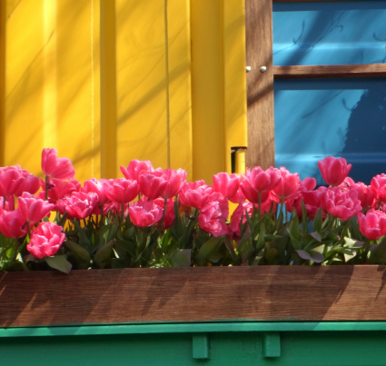 Pink tulips on a balcony with colourful surroundings in Amsterdam