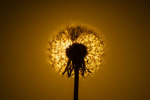 Dandelion close-up on the background sunset.