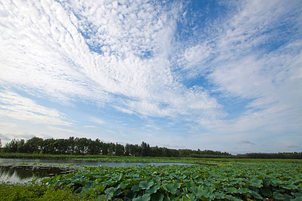 broad vision, grass and blue sky with white clouds, in China