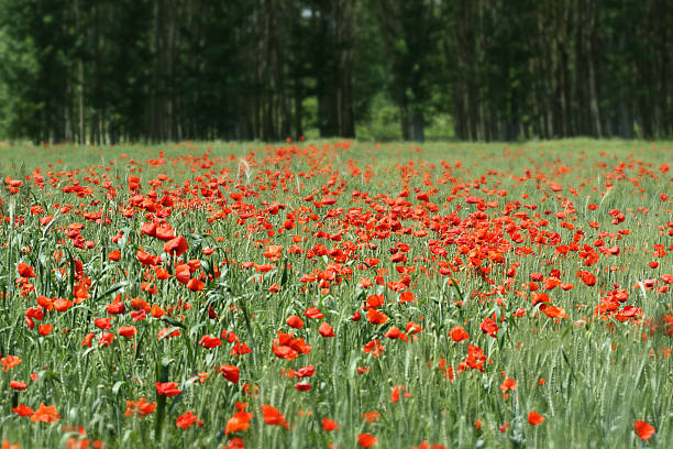 Poppy field stock photo