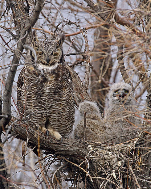 istock Great Horned Owl beside the nest holding two Owlets. 178469929