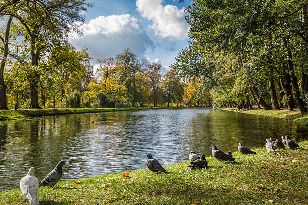 istock Birds in autumn the park by river 178469988