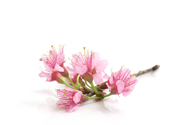 istock Cherry blossom , pink sakura flower 178470087