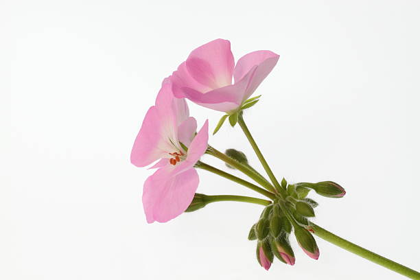 Pink geranium stock photo