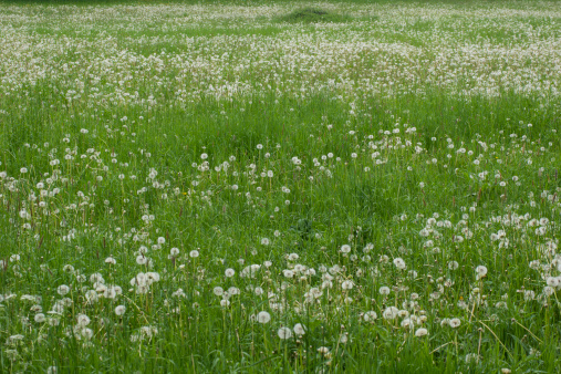 Dandelion meadow