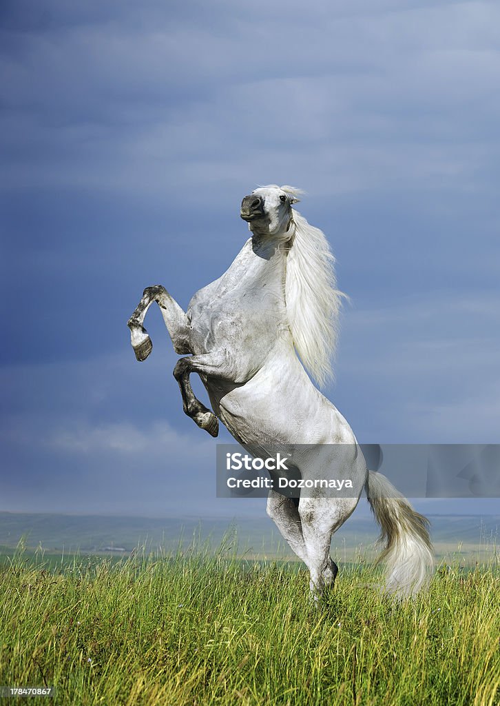 Cavalo cinza criação - Foto de stock de Empinar royalty-free