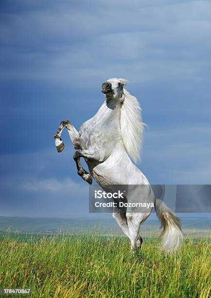 Foto de Cavalo Cinza Criação e mais fotos de stock de Empinar - Empinar, Cavalo - Família do cavalo, Branco