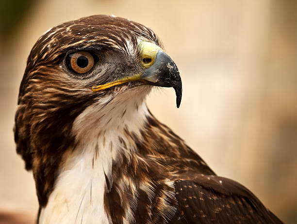 istock Portrait of a Raptor 178470944