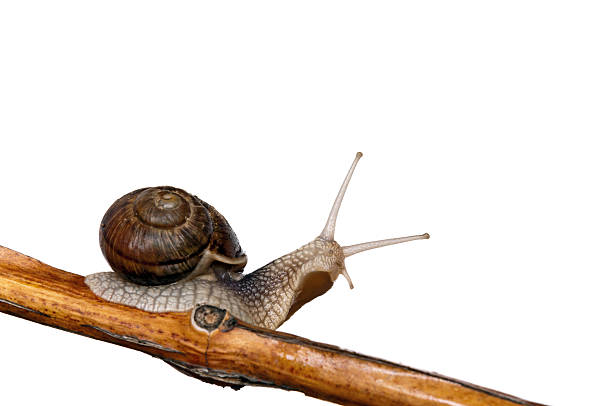 Snail on branch with white background and clipping path