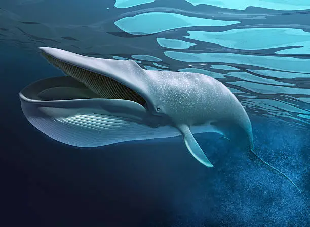 Photo of Whale underwater swimming.