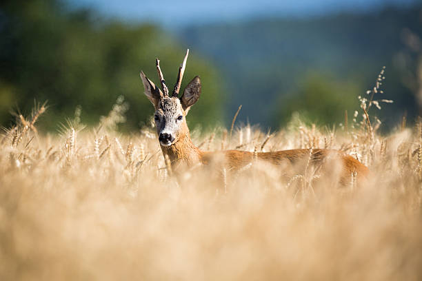 roebuck (capreolus capreolus) - wild barley foto e immagini stock