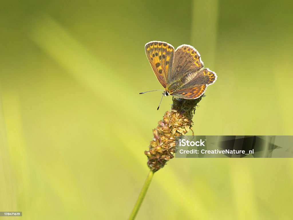 Macro image Sooty copper Sooty Copper Butterfly (Lycaena tityrus) in a field of grass Agricultural Field Stock Photo