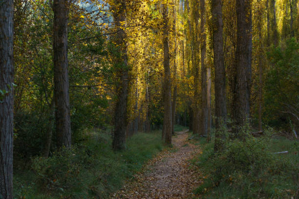 il bellissimo sentiero con pioppi in sunliehgt dorato durante l'autunno del parco naturale hoces del duraton vicino a sepulveda, segovia, spagna - yellow landscapes nature park foto e immagini stock