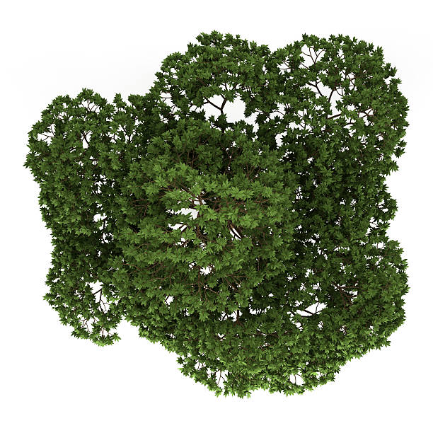 istock top view of australian Boab tree isolated on white background 178471976