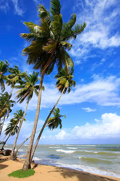 istock Las Terrenas beach, Samana peninsula, Dominican Republic 178471997