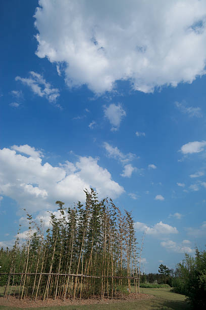 bamboos in blue sky - golden bamboo foto e immagini stock