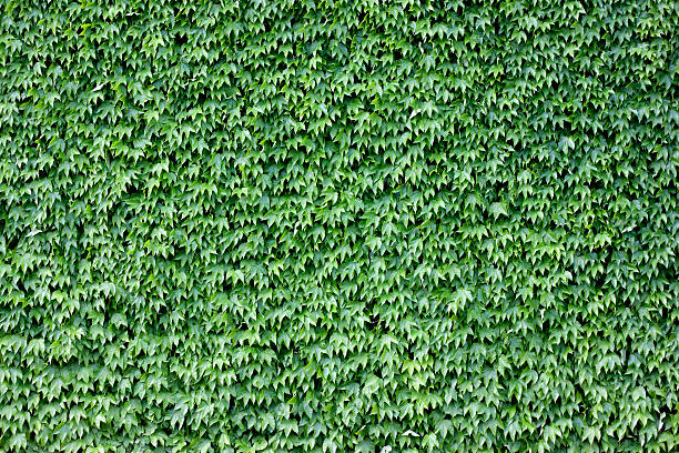 istock The wall brick covered by green leaves. 178472055