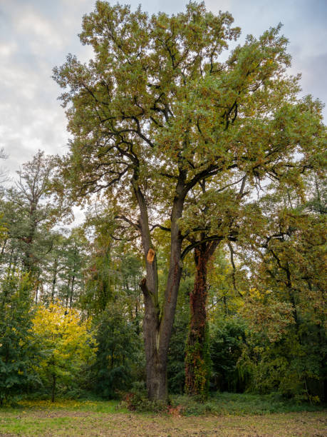 istock Trees with multicolored leaves, autumn time 1784722471