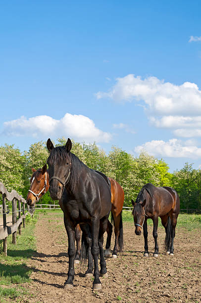 istock Horses on the farm resting 178472415