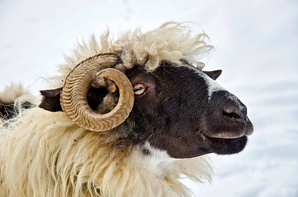 istock Close up of a domestic sheep head 178472441