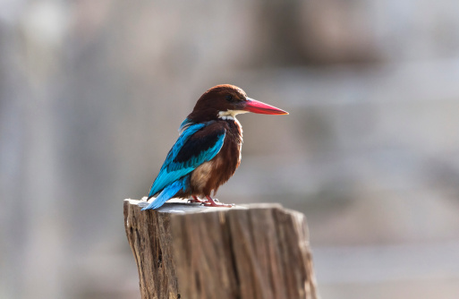 White-throated Kingfisher also known as the White-breasted Kingfisher or Smyrna Kingfisher, is a tree kingfisher, widely distributed in Eurasia from Bulgaria, Turkey, West Asia east through the Indian Subcontinent to the Philippines.