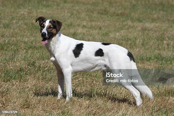 Photo libre de droit de Podenco Mix banque d'images et plus d'images libres de droit de Animaux de compagnie - Animaux de compagnie, Blanc, Chien