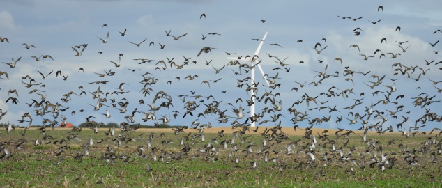 Large flock of birds in a field