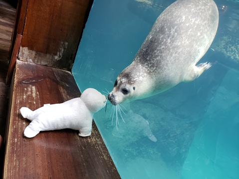 Real seal plays with stuffed seal