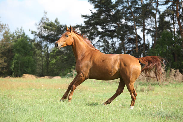 istock Galloping horse with beautiful chestnut color on pasturage 178474036