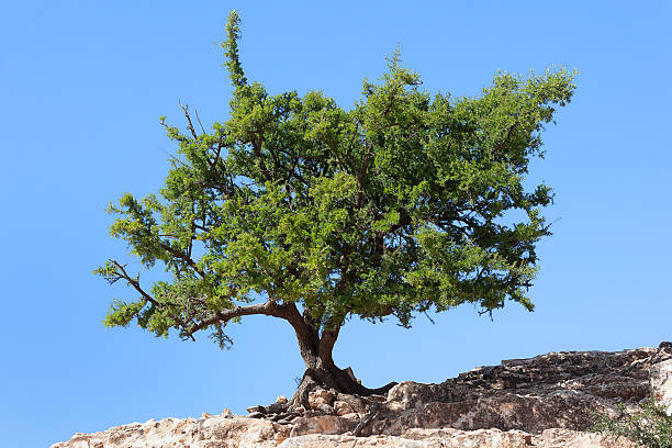 Argan tree (Argania spinosa) against clear blue sky. stock photo