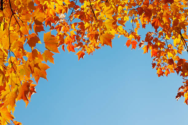 istock autumn leaves on blue sky 178474525